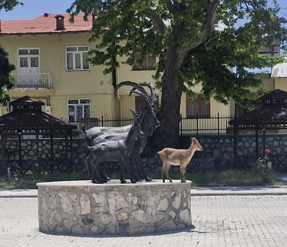 TUNCELİ'NİN ÇEMİŞGEZEK İLÇESİNDE KENT MERKEZİNE İNEN YABAN KEÇİLERİ İLGİNÇ GÖRÜNTÜLER OLUŞTURMAYA...
