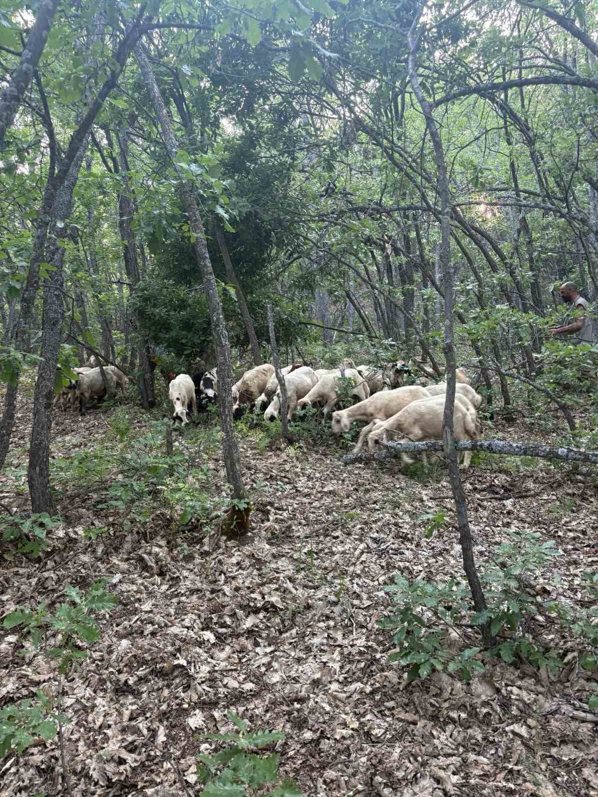 TUNCELİ'NİN HOZAT İLÇESİNDE KAYBOLAN 32 KÜÇÜKBAŞ HAYVAN, JANDARMA EKİPLERİNİN DRONE DESTEKLİ ARAMA...
