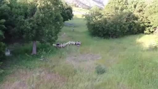 Tunceli’de kayıp küçükbaş hayvanlar dron desteğiyle bulundu
