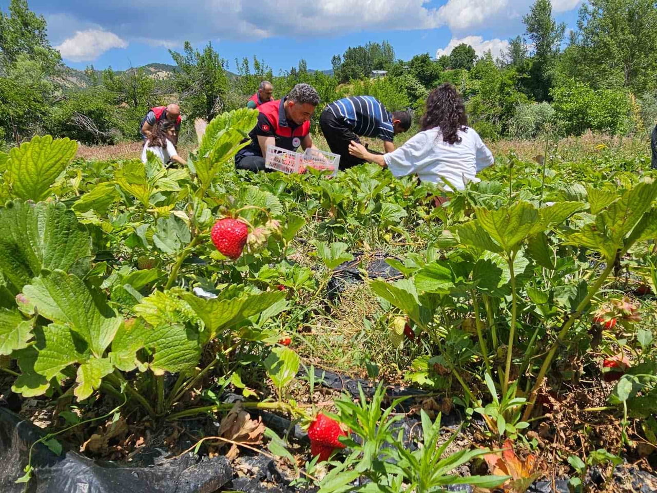 TUNCELİ’NİN GEYİKSUYU KÖYÜNDE YÜRÜTÜLEN ALBİON ÇİLEK PROJESİ KAPSAMINDA DÜZENLENEN TARLA GÜNÜ...