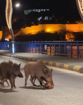 TURİZM KENTLERİNİ İSTİLA EDEN DOMUZ SORUNU HER GEÇEN GÜN BÜYÜYOR, KUŞADASI’NIN EN İŞLEK CADDESİNDE...