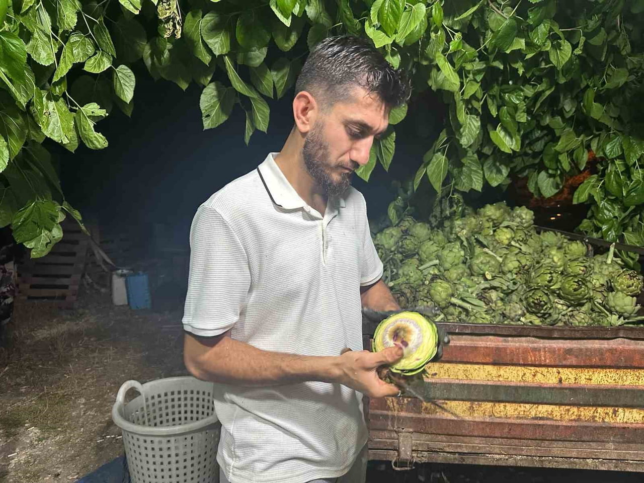 TÜRKİYE'DE ENGİNAR ÜRETİMİNDE İZMİR'İN ARDINDAN İKİNCİ SIRADA YER ALAN BURSA'DA, HASAT EDİLEN...