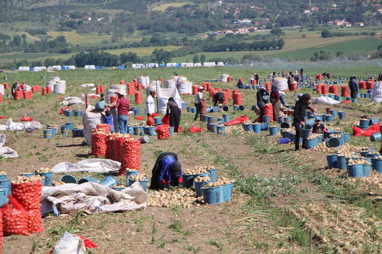 TÜRKİYE'DE SOĞAN ÜRETİMİNİN EN ÇOK YAPILDIĞI İKİNCİ İL OLAN AMASYA'DA MUTFAKLARIN VAZGEÇİLMEZİ BU...