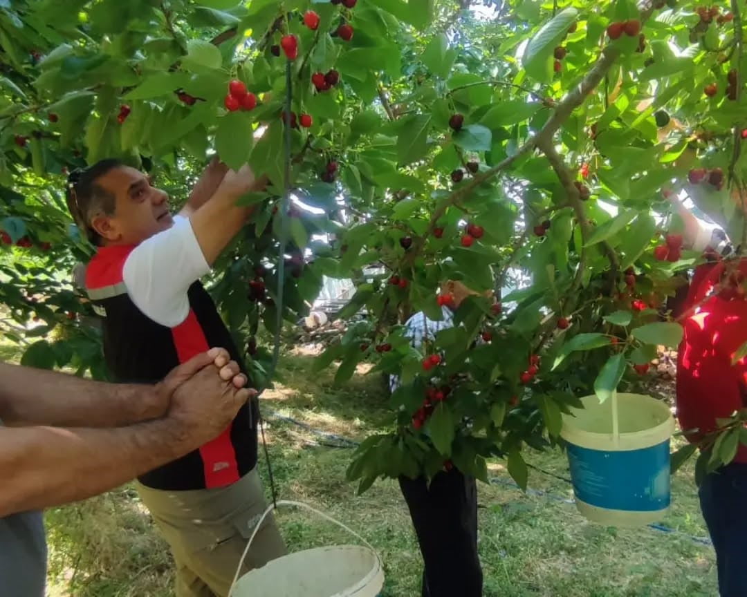 TÜRKİYE'NİN ÖNEMLİ TARIM KENTLERİNDEN AYDIN'DA KİRAZ HASADI SÜRERKEN, İL GENELİNDE BİN 717 ÜRETİCİ...