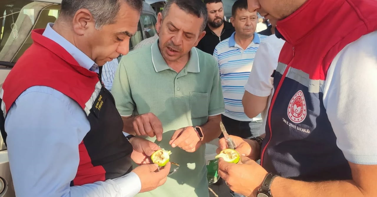 TÜRKİYE İNCİR ÜRETİMİNİN YÜZDE 58'İNİ KARŞILAYAN AYDIN'DA, KALİTELİ VE SAĞLIKLI ÜRETİMİN...