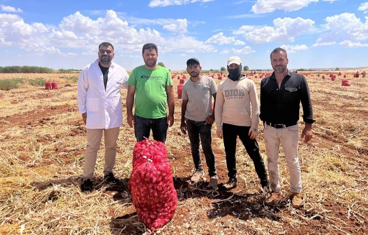 TÜRKİYE’NİN ÖNEMLİ SARIMSAK ÜRETİM MERKEZLERİNDEN ŞANLIURFA’DA YAKLAŞIK 500 DEKARLIK ALANDA 30...