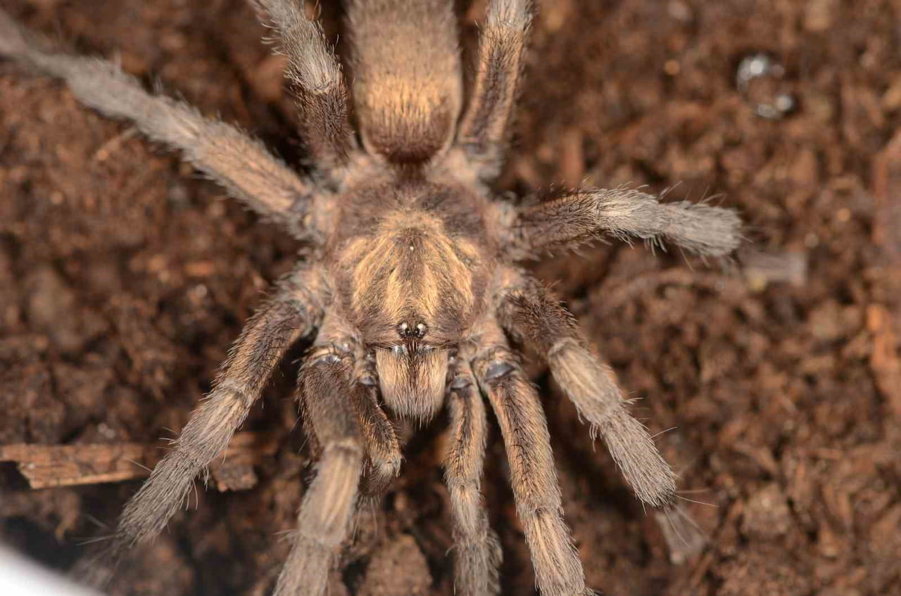 TÜRKİYE ÖRÜMCEK FAUNASINA YENİ BİR TARANTULA CİNSİ EKLENDİ.