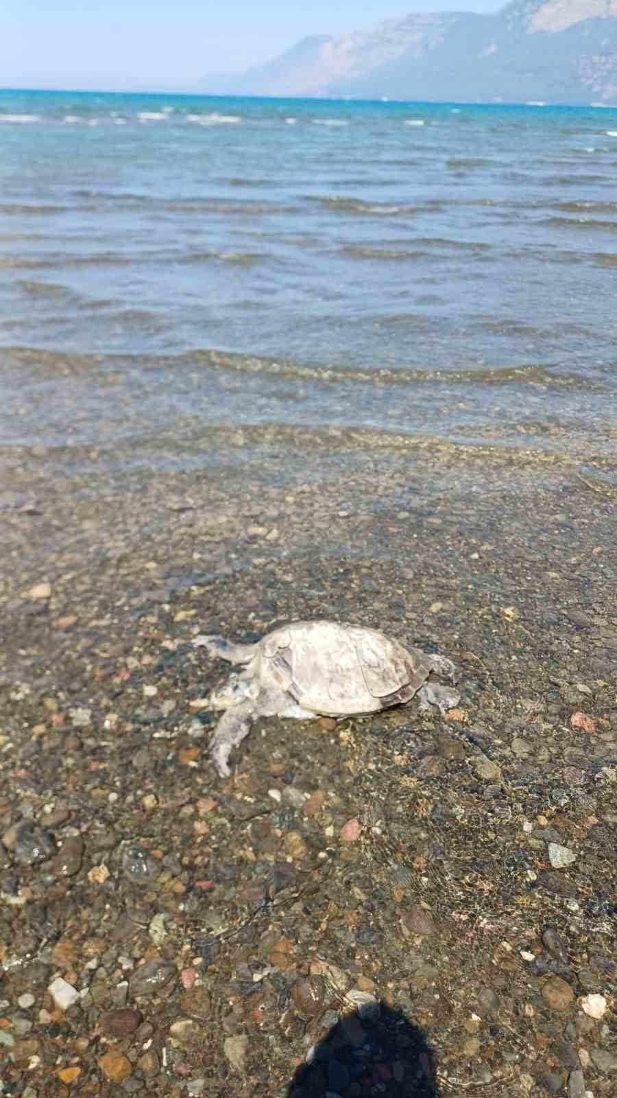 ULA’DA SAHİLDE ÖLÜ CARETTA CARETTA BULUNDU