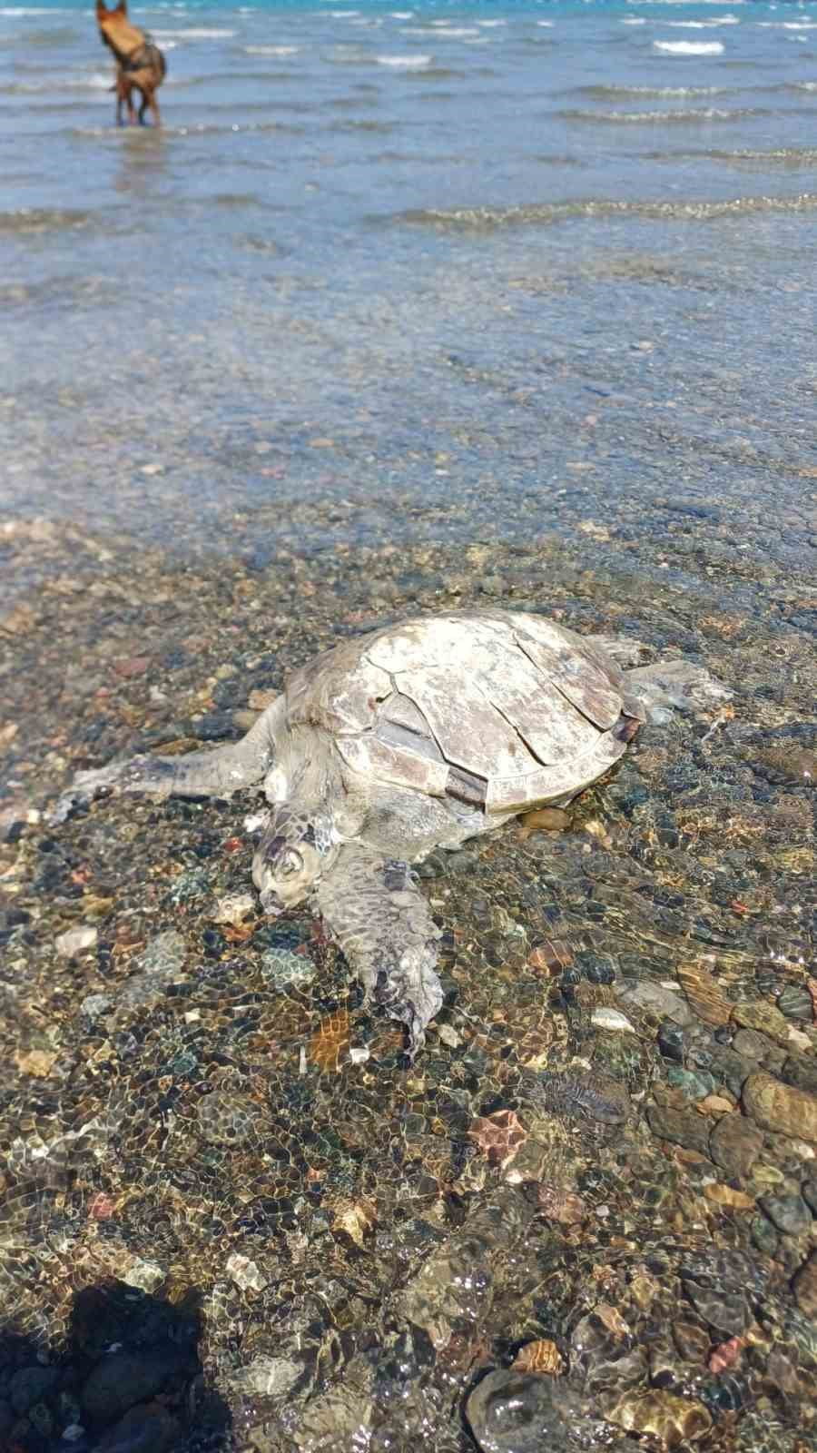 ULA’DA SAHİLDE ÖLÜ CARETTA CARETTA BULUNDU