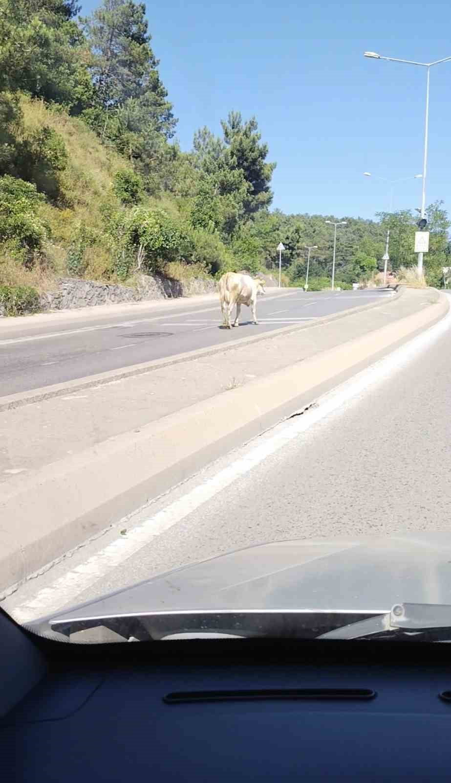 ÜMRANİYE’DE ANA YOLA ÇIKAN VE AKAN TRAFİĞİN ORTASINDA YÜRÜYEN BAŞIBOŞ BİR İNEK CEP TELEFONU...
