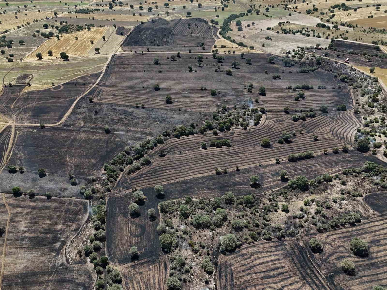 UŞAK'TA TARIM ARAZİSİNDE ÇIKAN VE RÜZGARIN ETKİSİYLE GENİŞ BİR ALANA YAYILAN YANGINDA YAKLAŞIK 600...
