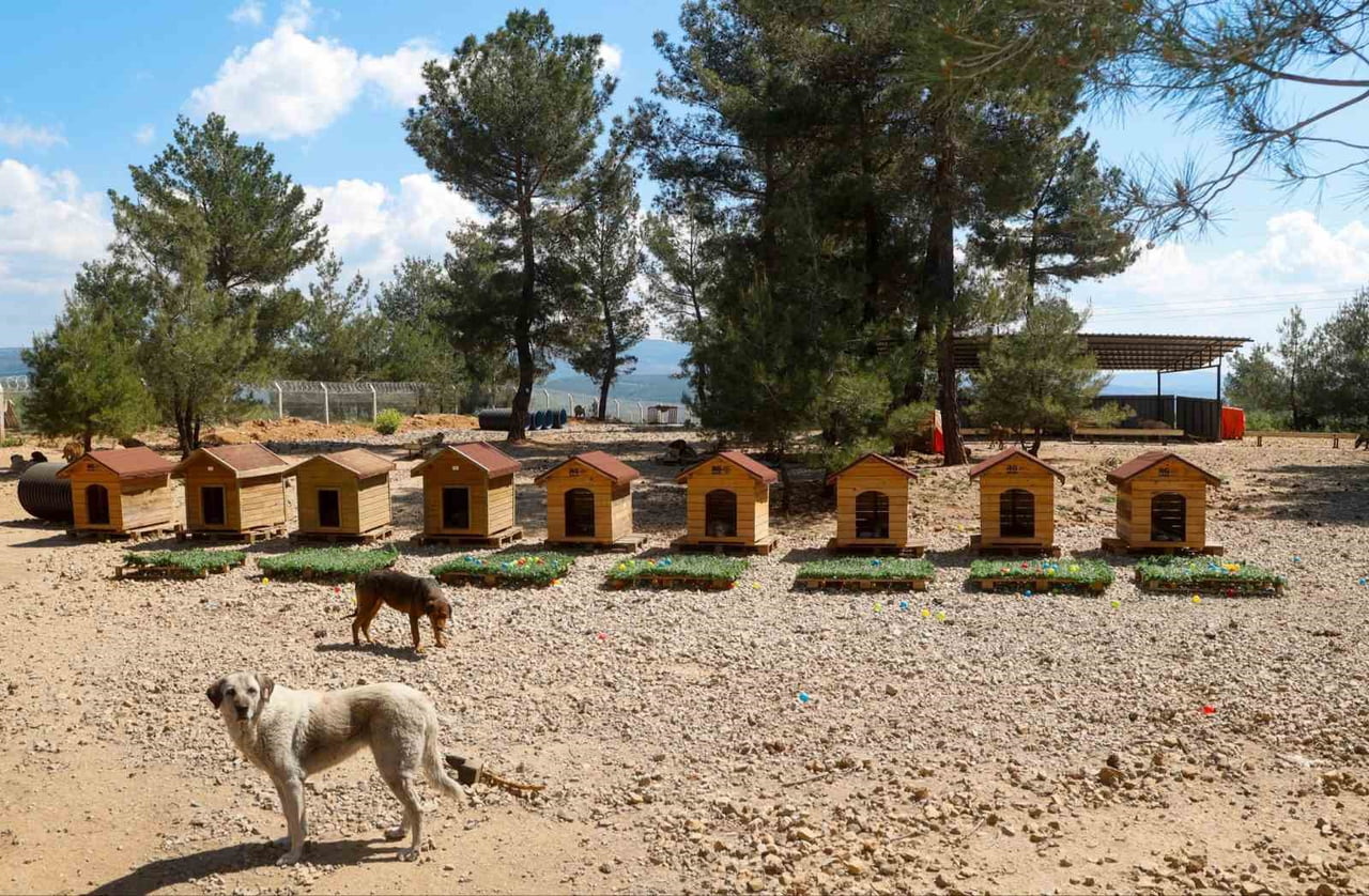 UŞAK BELEDİYE BAŞKAN VEKİLİ HATİCE TEREKECİ ÖZKAN, SAHİPSİZ HAYVANLAR GEÇİCİ REHABİLİTASYON...