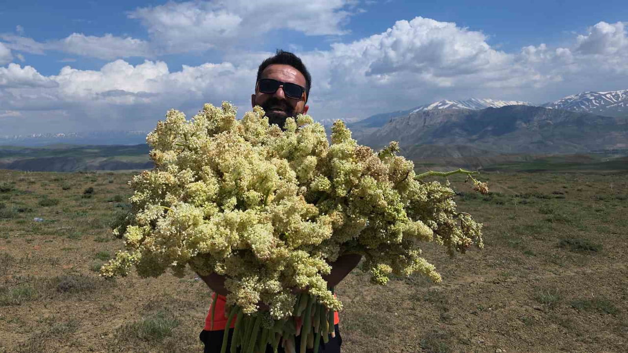 VAN'IN YÜKSEK KESİMLERİNDE DOĞAL OLARAK YETİŞEN VE HALK ARASINDA ‘YAYLA MUZU’ OLARAK BİLİNEN...