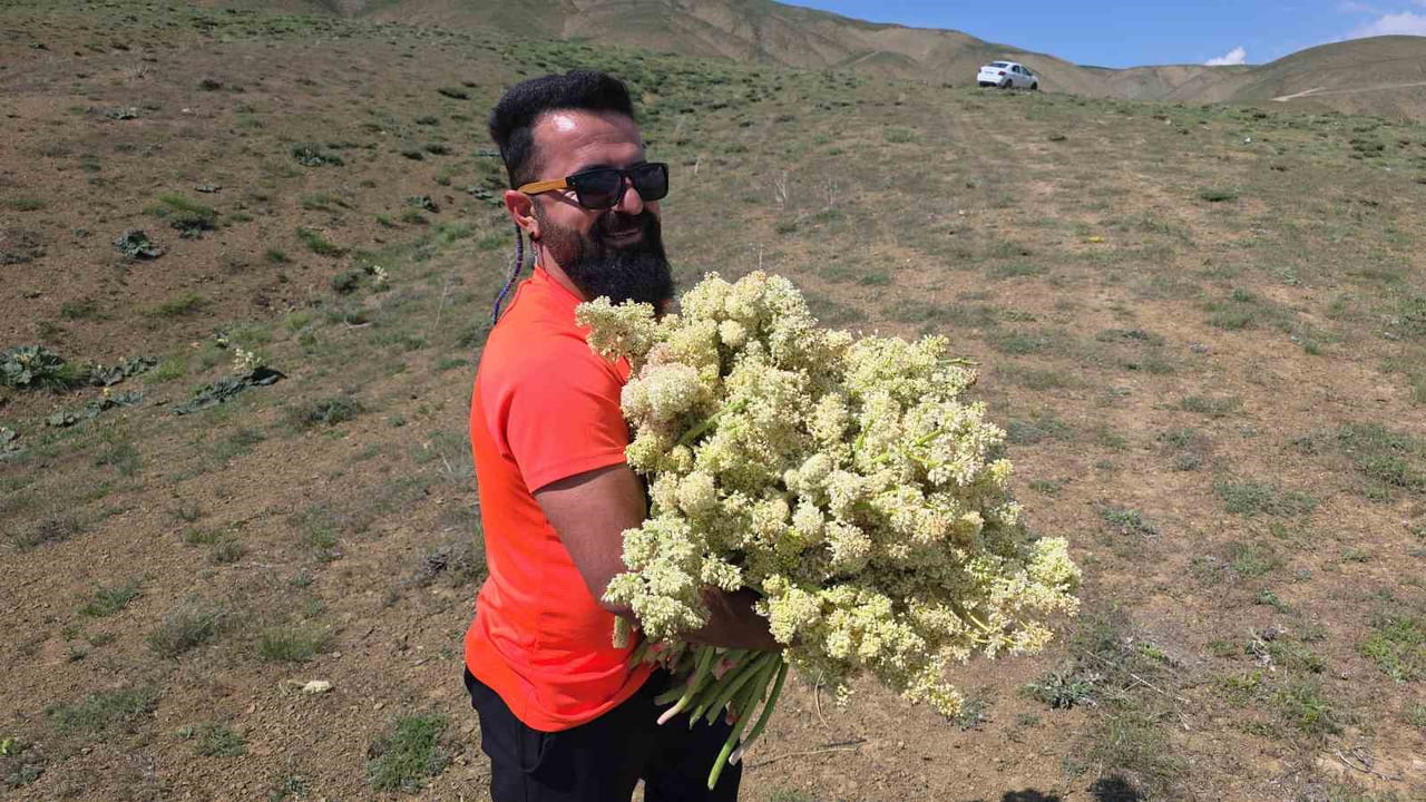VAN'IN YÜKSEK KESİMLERİNDE DOĞAL OLARAK YETİŞEN VE HALK ARASINDA ‘YAYLA MUZU’ OLARAK BİLİNEN...