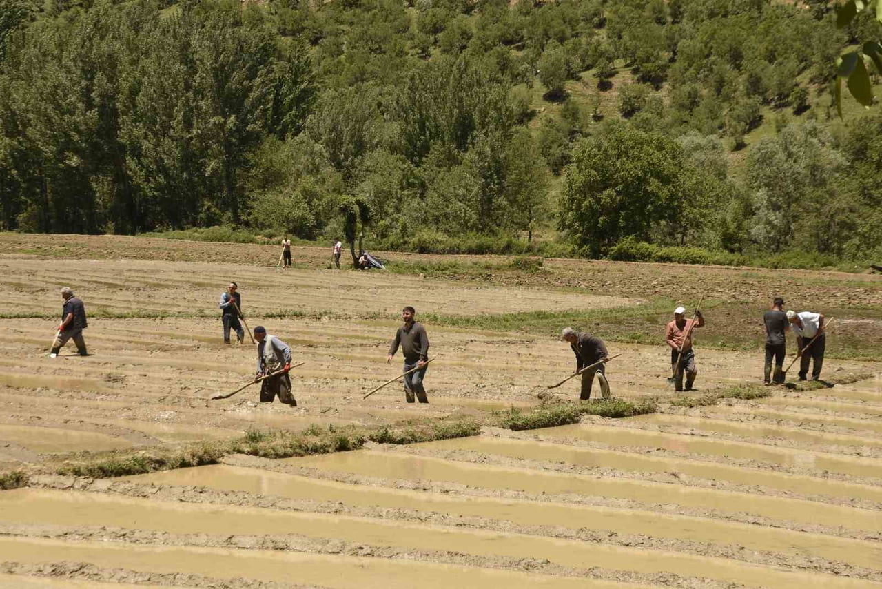 YAKLAŞIK 100 DÖNÜMLÜK ARAZİDE DEDELERİNDEN VE BABALARINDAN ÖĞRENDİKLERİ YÖNTEMLERLE ÜRETİM YAPAN...