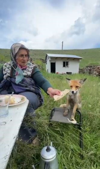 YAYLADA SEDRİYE NİNENİN SOFRASINA OTURAN TİLKİ, İKRAM EDİLEN EKMEĞİ YEMEDİ.