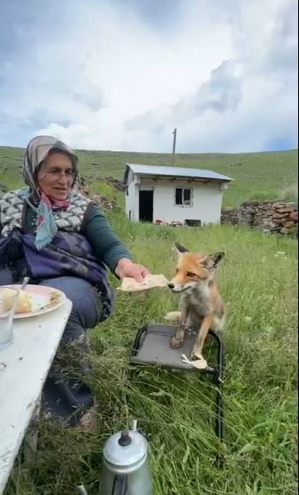 YAYLADA SEDRİYE NİNENİN SOFRASINA OTURAN TİLKİ, İKRAM EDİLEN EKMEĞİ YEMEDİ.