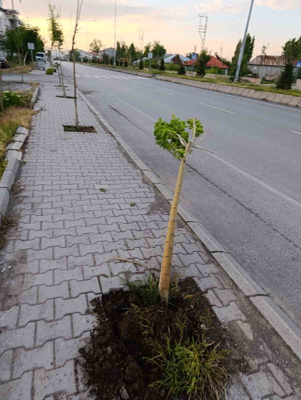 YENİ DİKİLEN 15 GENÇ AĞAÇ, KİMLİĞİ BELİRSİZ KİŞİ VEYA KİŞİLERCE KIRILDI