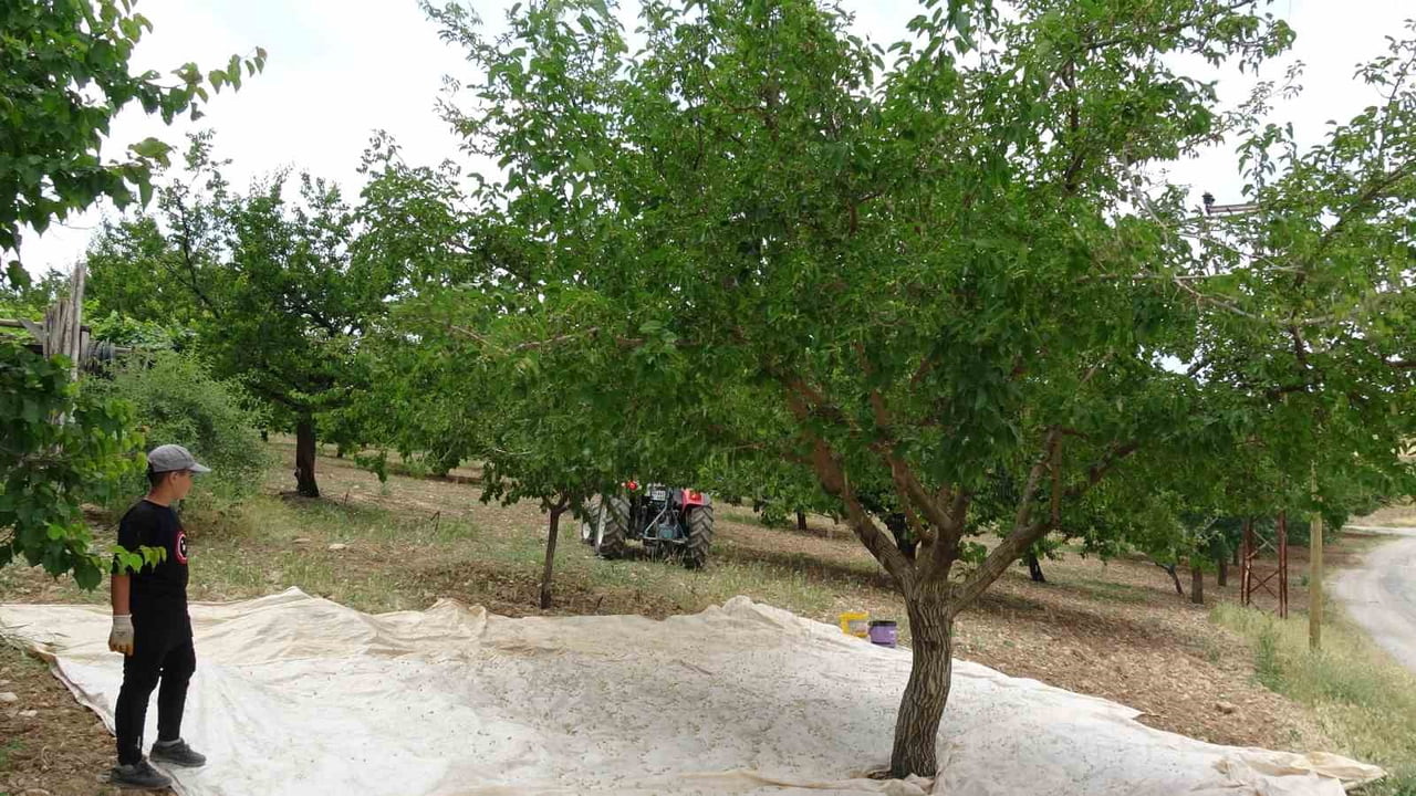 YEŞİLYURT İLÇESİNDE DUT HASADIYLA BİRLİKTE GELENEKSEL YÖNTEMLERLE ÜRETİLEN DOĞAL DUT PEKMEZİ İÇİN...
