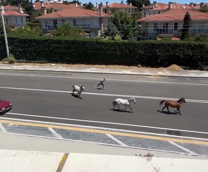 YOL ÜZERİNDE BULUNAN BİR VATANDAŞ ATLARI DURDURMAYA ÇALIŞTI ANCAK BAŞARILI OLAMADI.