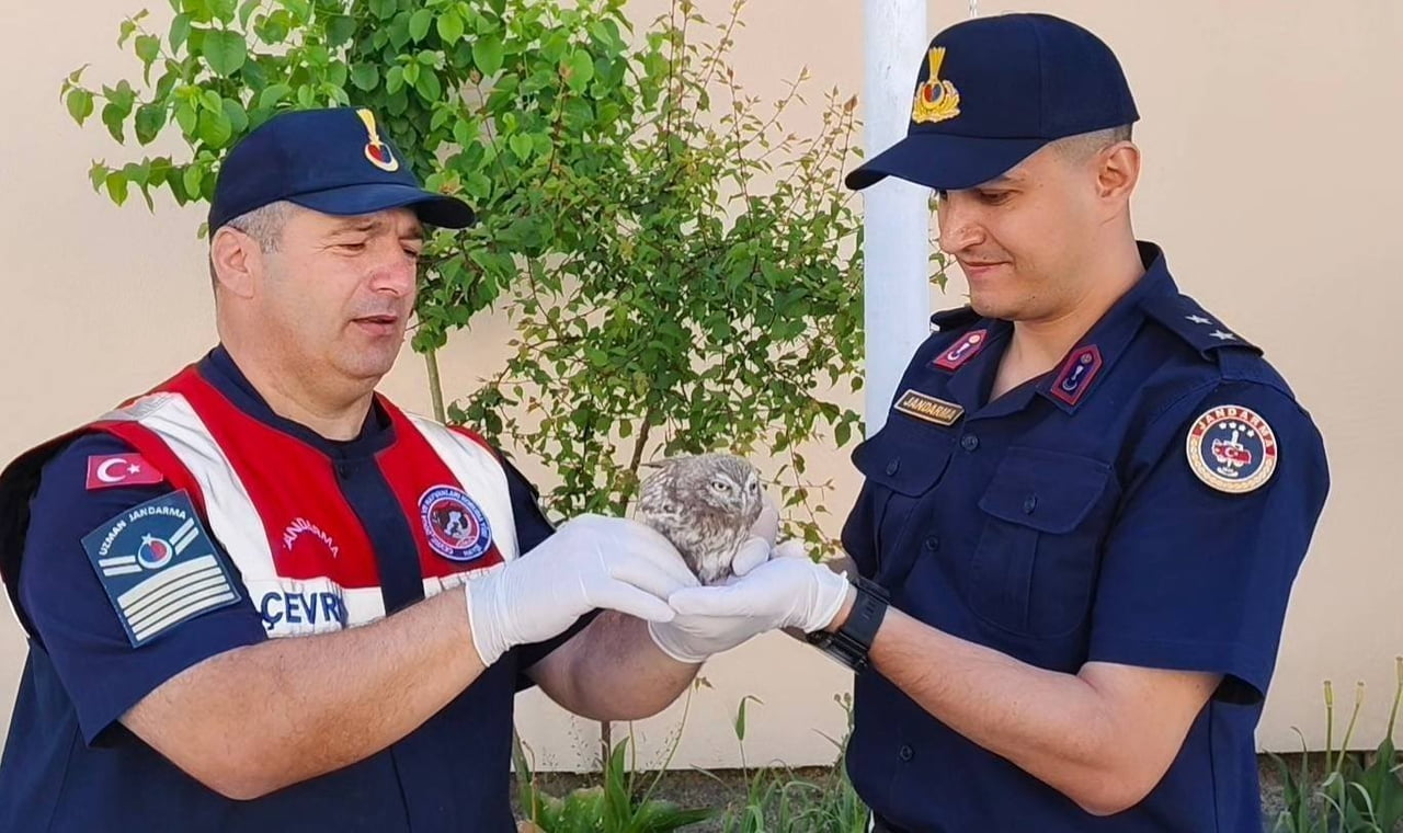 YOZGAT’TA YAVRU BAYKUŞ JANDARMA EKİPLERİNCE KORUMA ALTINA ALINDI.