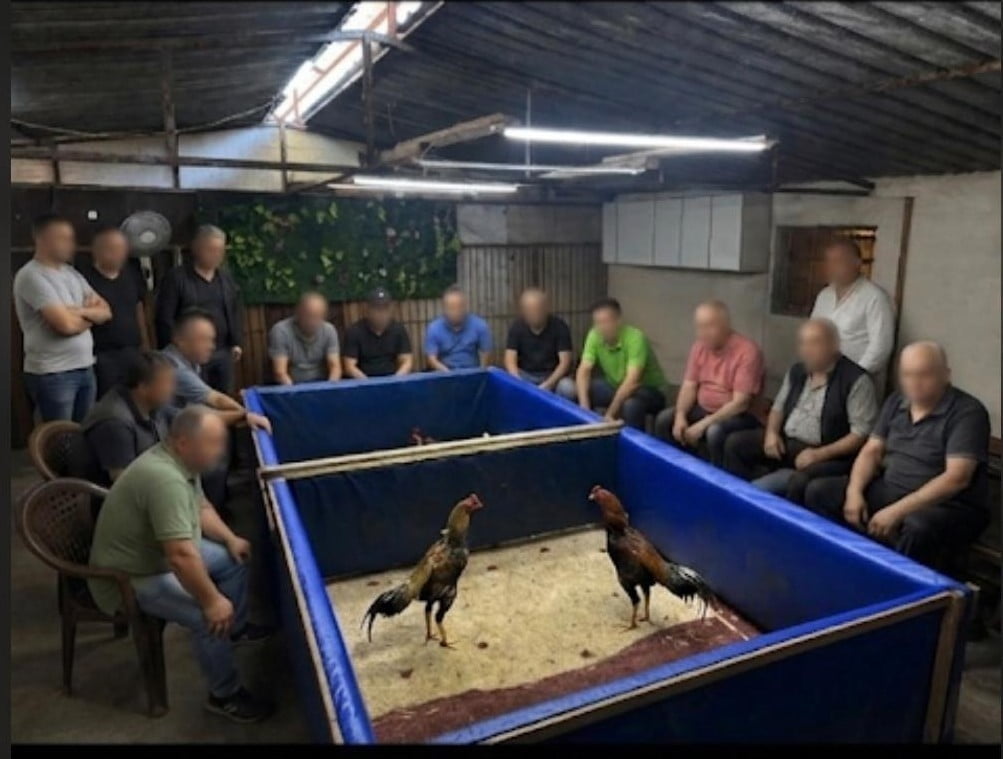 ZMİR’DE HOROZ DÖVÜŞÜ OPERASYONU: ÇİFTLİK MÜHÜRLENDİ, 130 BİN LİRA CEZA KESİLDİ