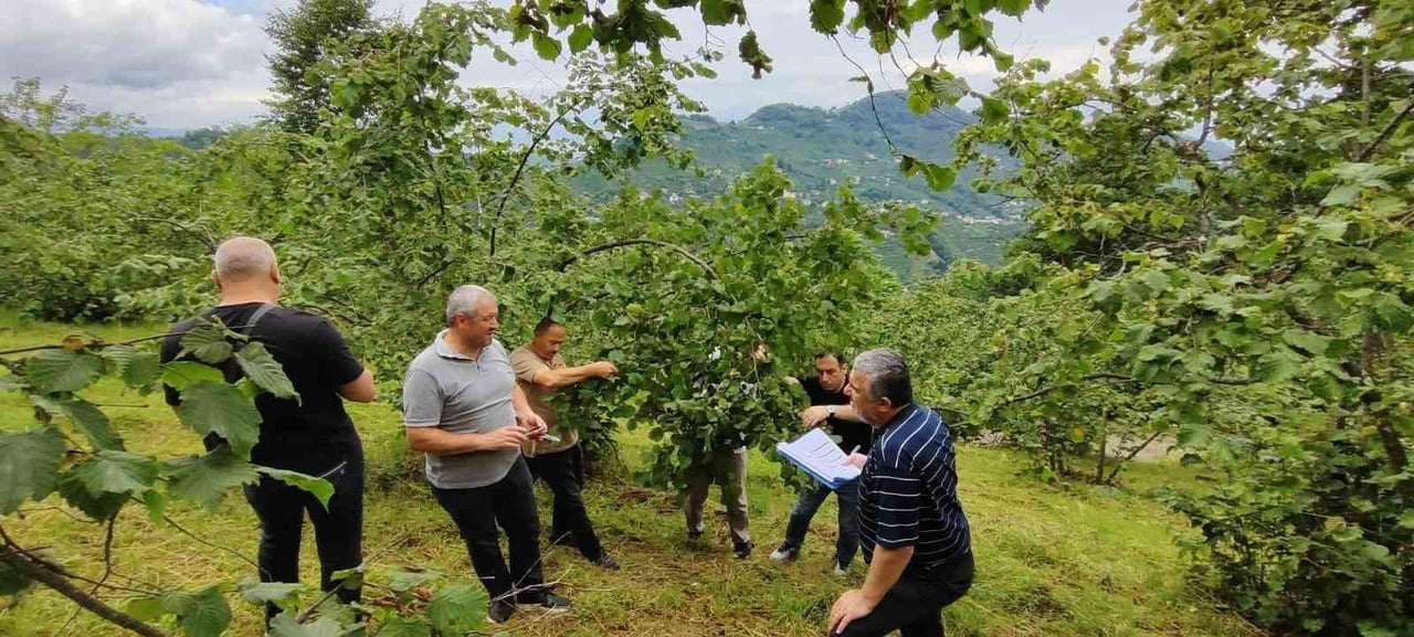 2026 ÜRÜNÜ FINDIK REKOLTESİNİN TESPİTİ İÇİN TRABZON’DA DA ÇALIŞMALARA BAŞLANDI. 13 TEMMUZ 2026...