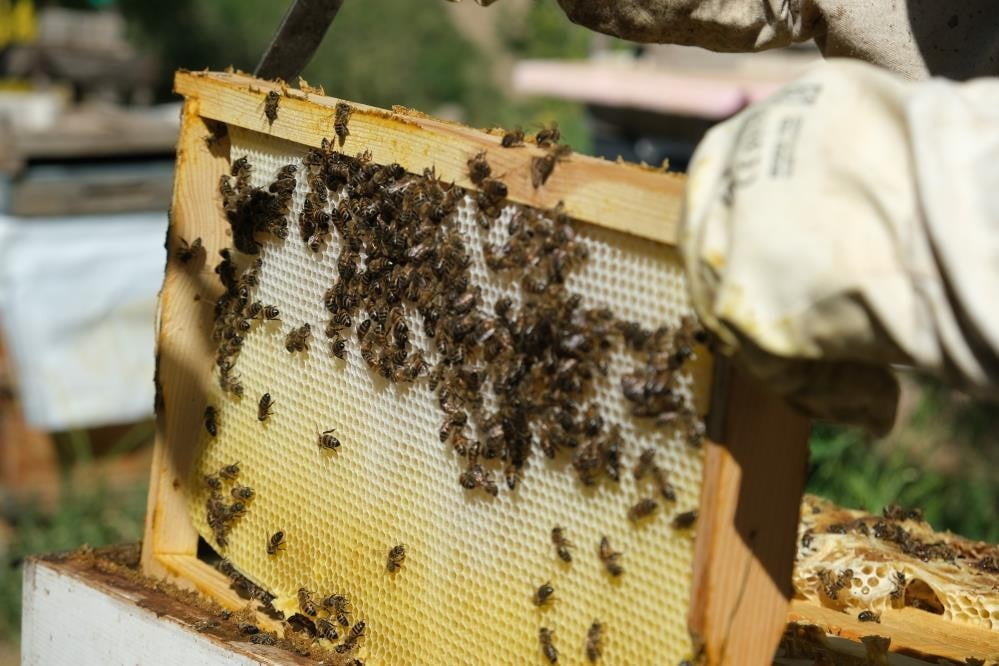 40 DERECEYİ GÖREN HAVALARDA ARILAR İÇİN TEDBİR ÇAĞRISI