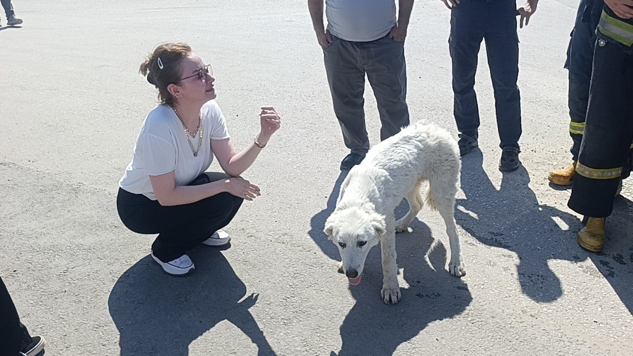AÇLIKTAN BİTKİN DÜŞTÜĞÜ GÖZLENEN KÖPEĞİ KARŞISINDA GÖREN VE İHBARDA BULUNAN GENÇ KADIN, HAYVANA...
