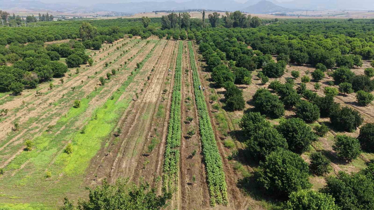 ADANA'NIN KOZAN İLÇESİNDE BAMYA HASADI BAŞLADI