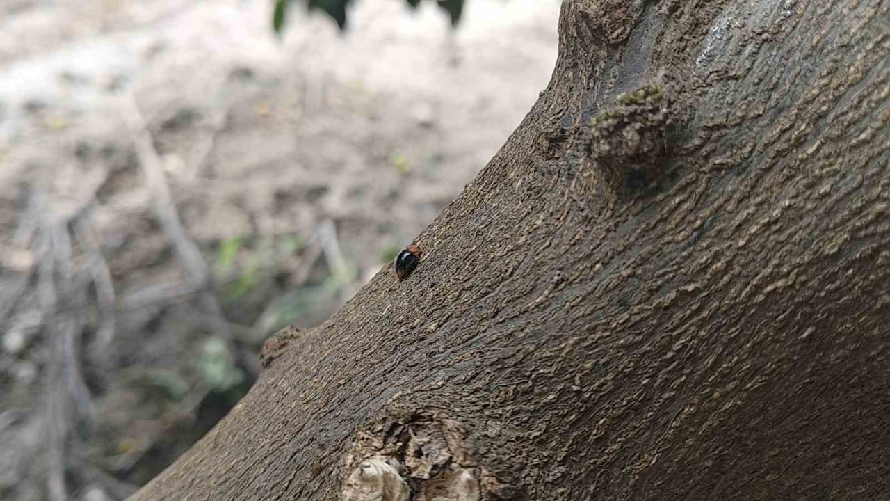 ADANA'NIN KOZAN İLÇESİNDE NARENCİYE BAHÇELERİNDE ZARARLILARLA BİYOLOJİK MÜCADELE KAPSAMINDA...