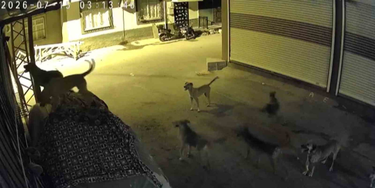 ADANA’DA SÜRÜ HALİNDE GEZEN SOKAK KÖPEKLERİNDEN KORKAN KEDİ, BİR EVİN PENCERE DEMİRLERİNE...