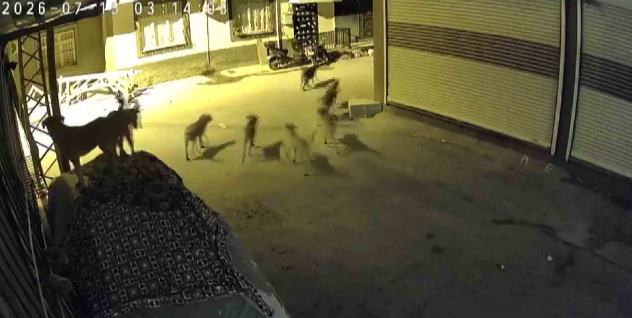 ADANA’DA SÜRÜ HALİNDE GEZEN SOKAK KÖPEKLERİNDEN KORKAN KEDİ, BİR EVİN PENCERE DEMİRLERİNE...