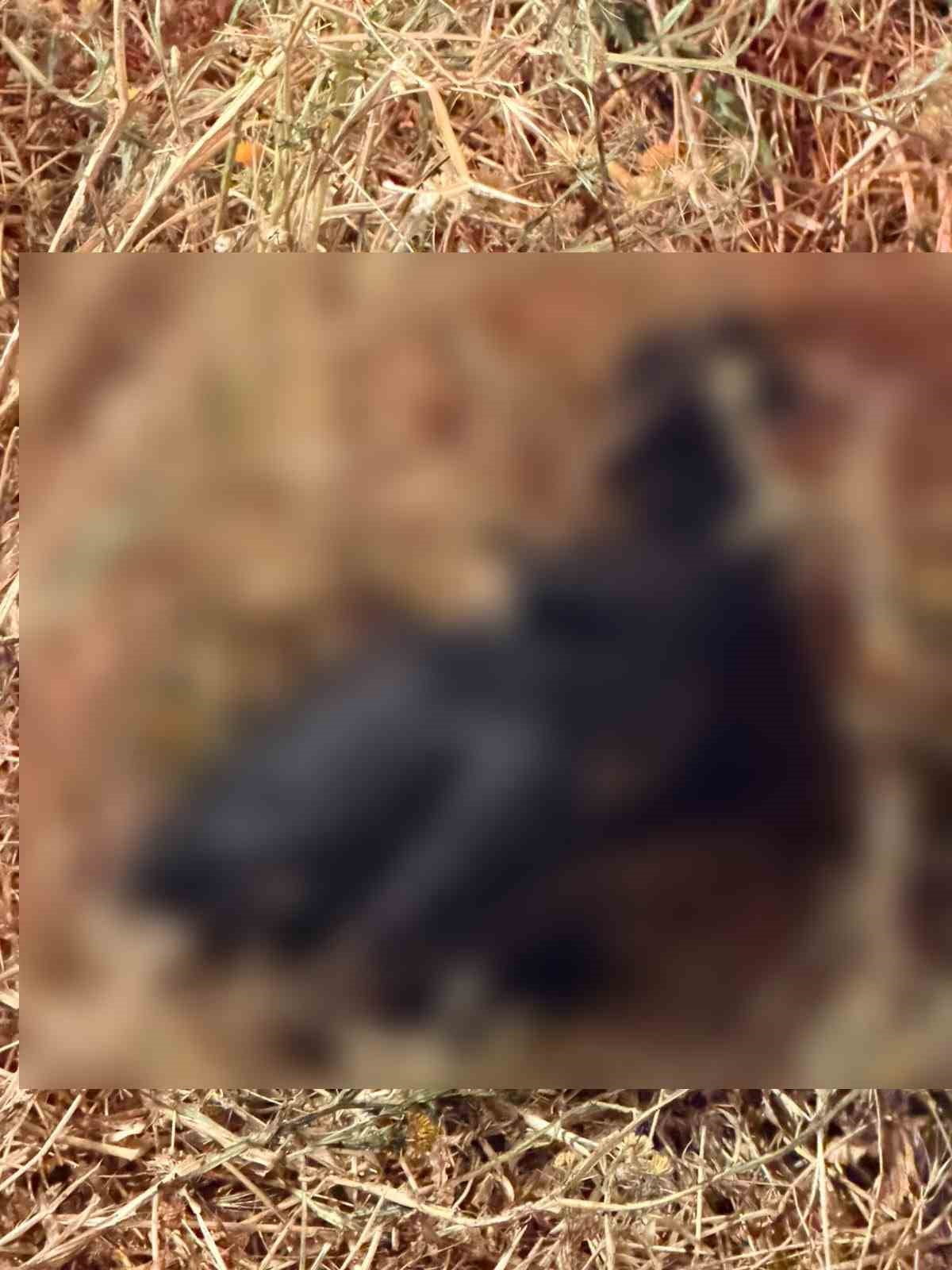 ADIYAMAN’DA, GECE SAATLERİNDE MEYDANA GELEN ANIZ YANGININ BAHÇEYE SIÇRAMASI SONRASI BİR ÇOK HAYVAN...