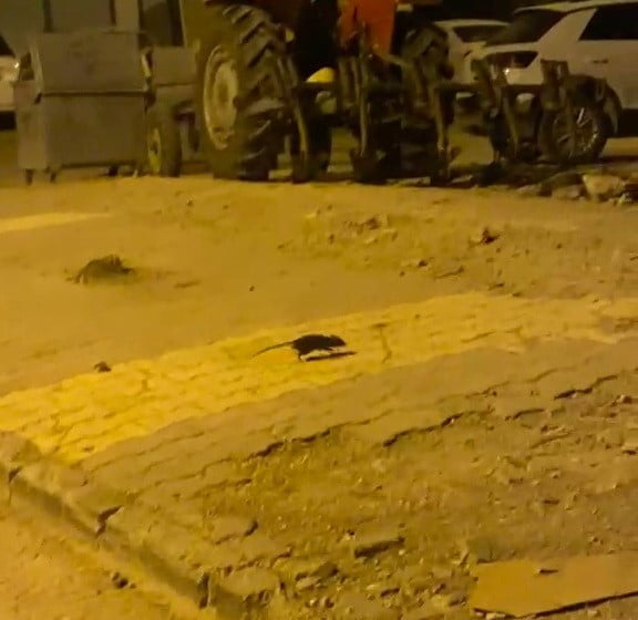 ADIYAMAN’DA SIKÇA GÖRÜLMEYE BAŞLANILAN LAĞIM FARELERİ KORKUTUYOR.