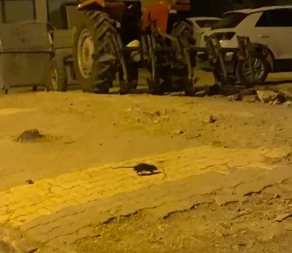 ADIYAMAN’DA SIKÇA GÖRÜLMEYE BAŞLANILAN LAĞIM FARELERİ KORKUTUYOR.