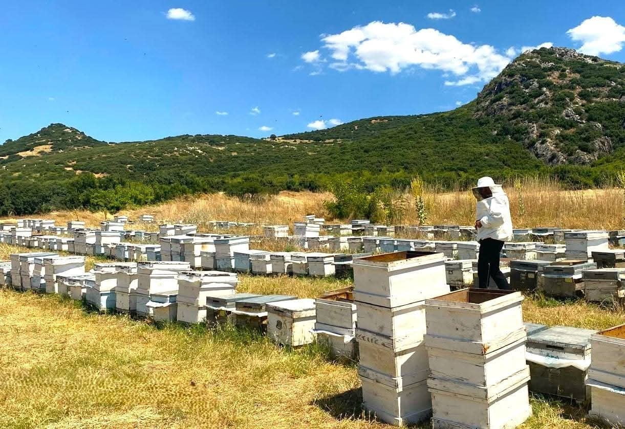 AFYONKARAHİSAR'DA ARILI KOVAN DESTEĞİ ÇERÇEVESİNDE, ARICILIK FAALİYETLERİNİN KAYIT ALTINA ALINMASI...