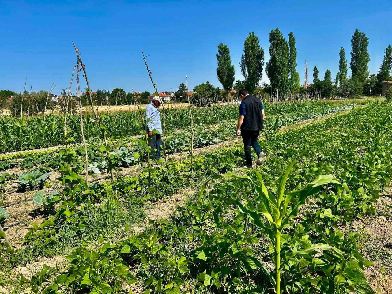 AFYONKARAHİSAR'DA BİTKİSEL ÜRETİMDE VERİM VE KALİTEYİ KORUMAK, HASTALIK VE ZARARLILARIN YAYILIMINI...