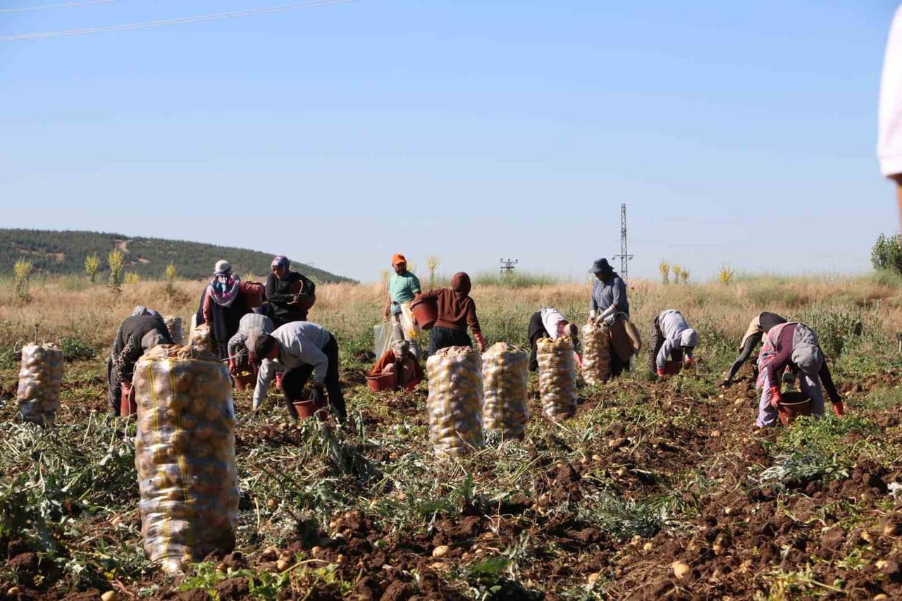 AFYONKARAHİSAR'IN SANDIKLI İLÇESİNDE HASADI BAŞLAYAN PATATES BU YIL KİLOGRAM FİYATI İLE...