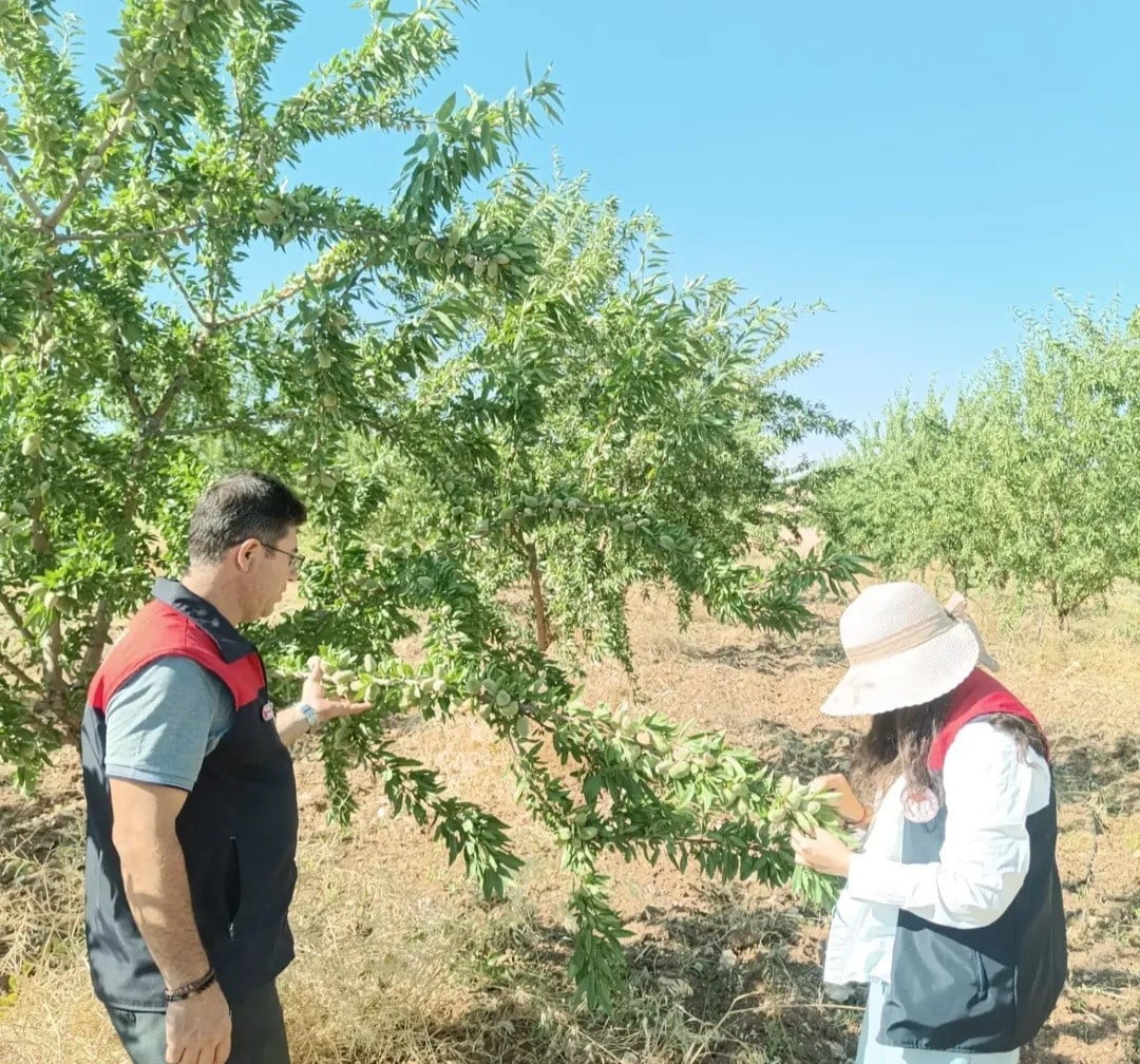AĞIN'DA BADEM BAHÇELERİNDE HASTALIK VE ZARARLI KONTROLLERİ