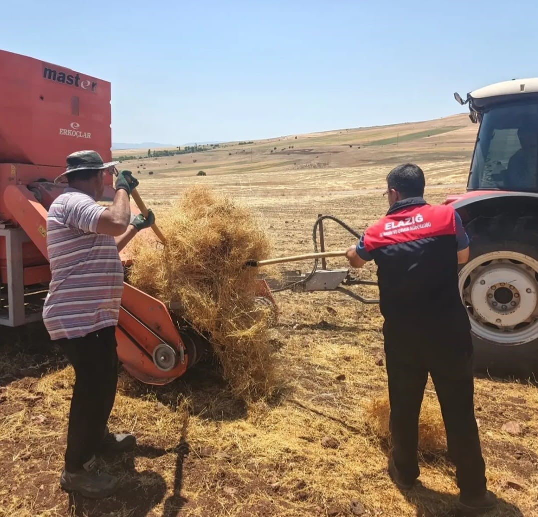 AĞIN’DA MERCİMEK TOHUMLUKLARINDA HASAT KONTROLLERİ