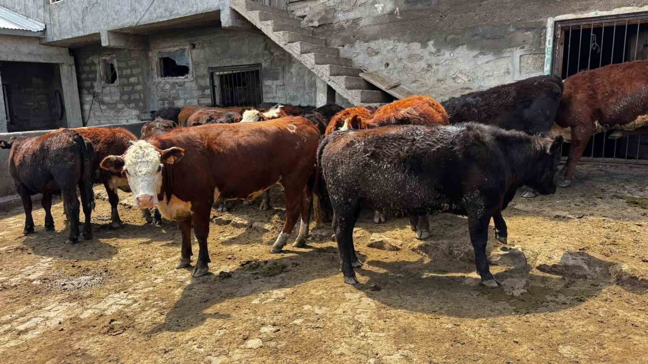 AĞRI'DA "KIRSALDA BEREKET HAYVANCILIĞA DESTEK PROJESİ" KAPSAMINDA BİR YETİŞTİRİCİYE 15 ADET GEBE...