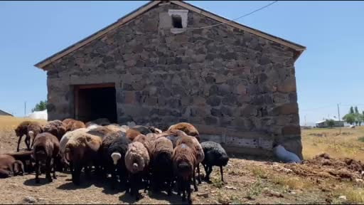 Ağrı’da koyun sütü ekonomiye kazandırılıyor