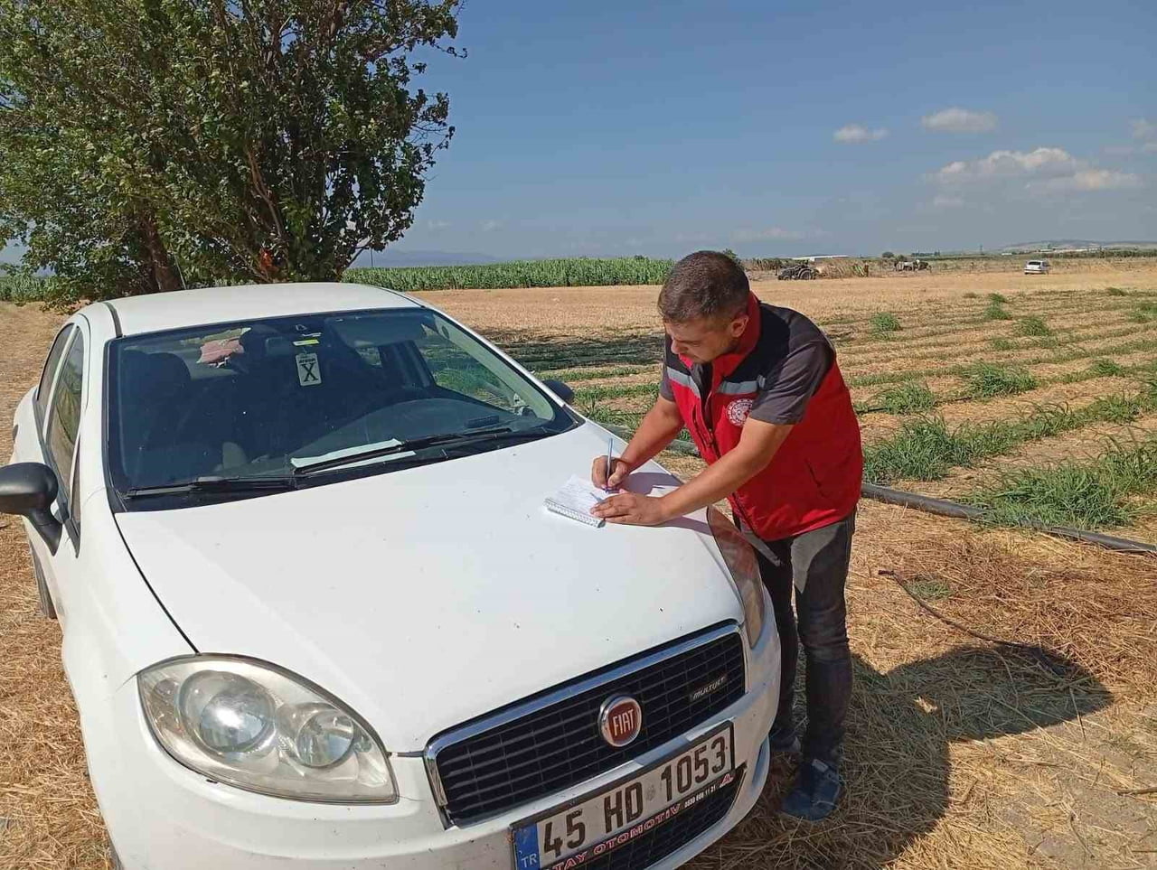 AKHİSAR İLÇE TARIM VE ORMAN MÜDÜRLÜĞÜ EKİPLERİ, ANIZA EKİLEN KARPUZ VE KAVUN TARLALARI İLE...