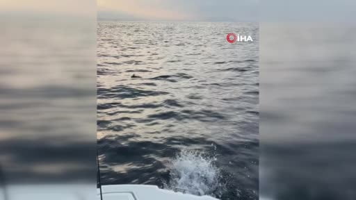 Alanya’da ayaklarına misina dolanan martıyı amatör balıkçılar kurtardı