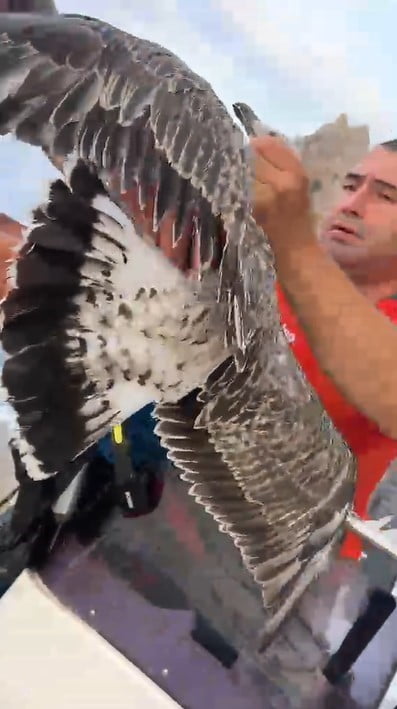 ALANYA’DA AYAKLARINA MİSİNA DOLANAN MARTIYI AMATÖR BALIKÇILAR KURTARDI