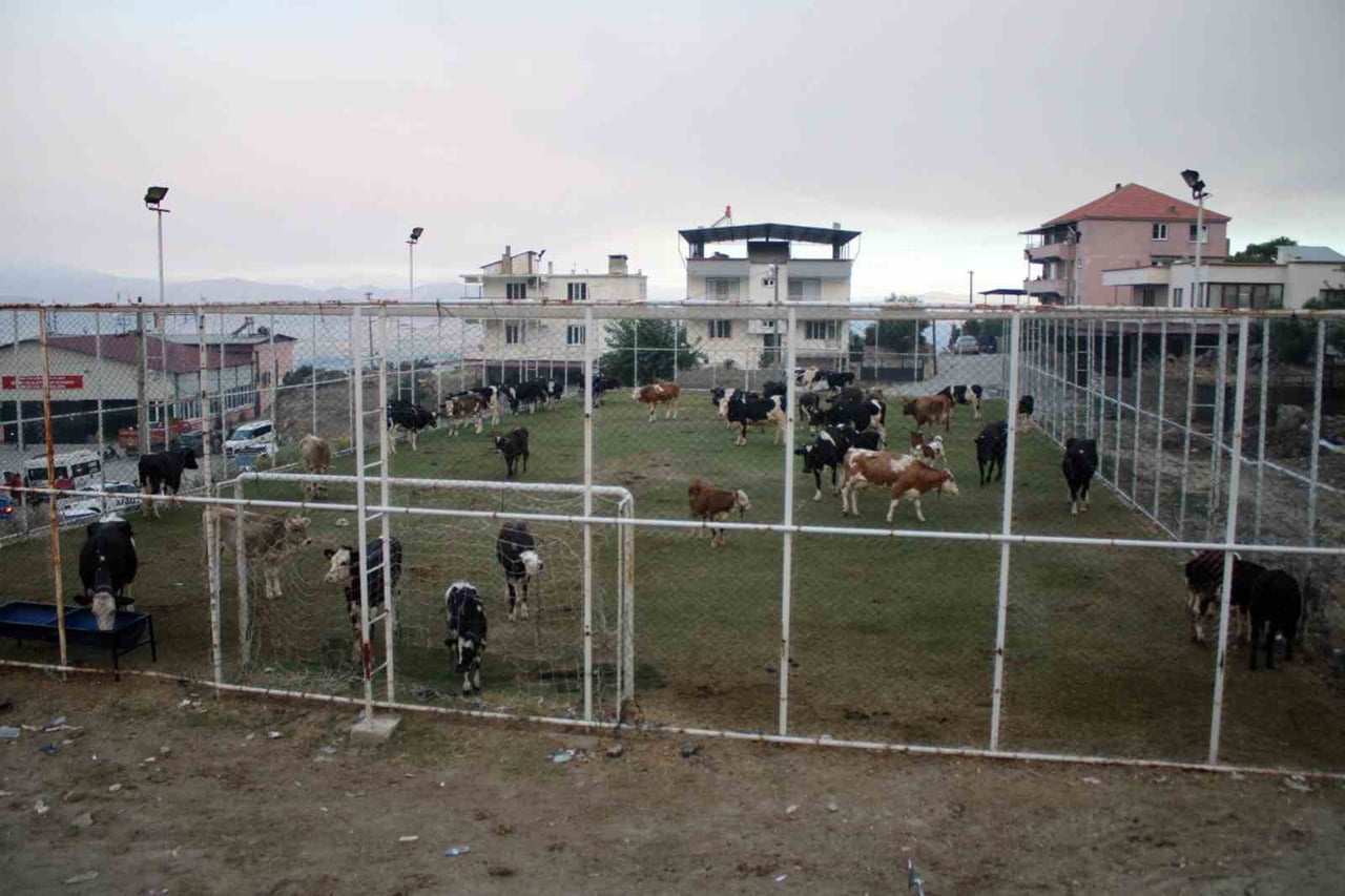 ALEVLERİN ULAŞTIĞI MAHALLEDE HAYVANLAR HALI SAHADA KORUMA ALTINA ALINDI