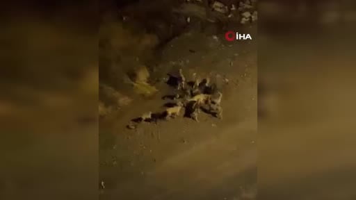 Ankara'da başıboş köpek sorunu sürüyor