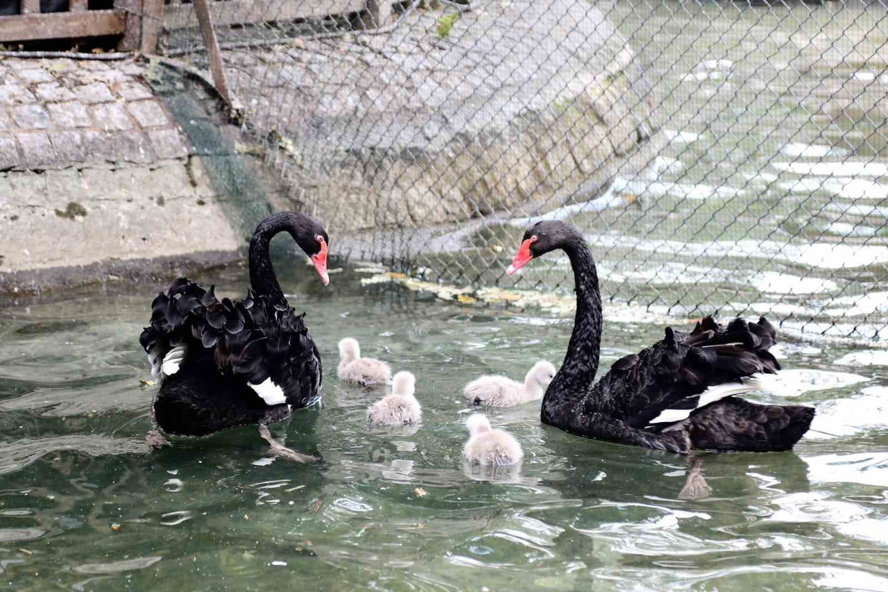ANKARA'NIN SİMGELERİNDEN OLAN KUĞULU PARK'TA KUĞU AİLESİ BÜYÜMEYE DEVAM EDİYOR. PARKTA DÜNYAYA...