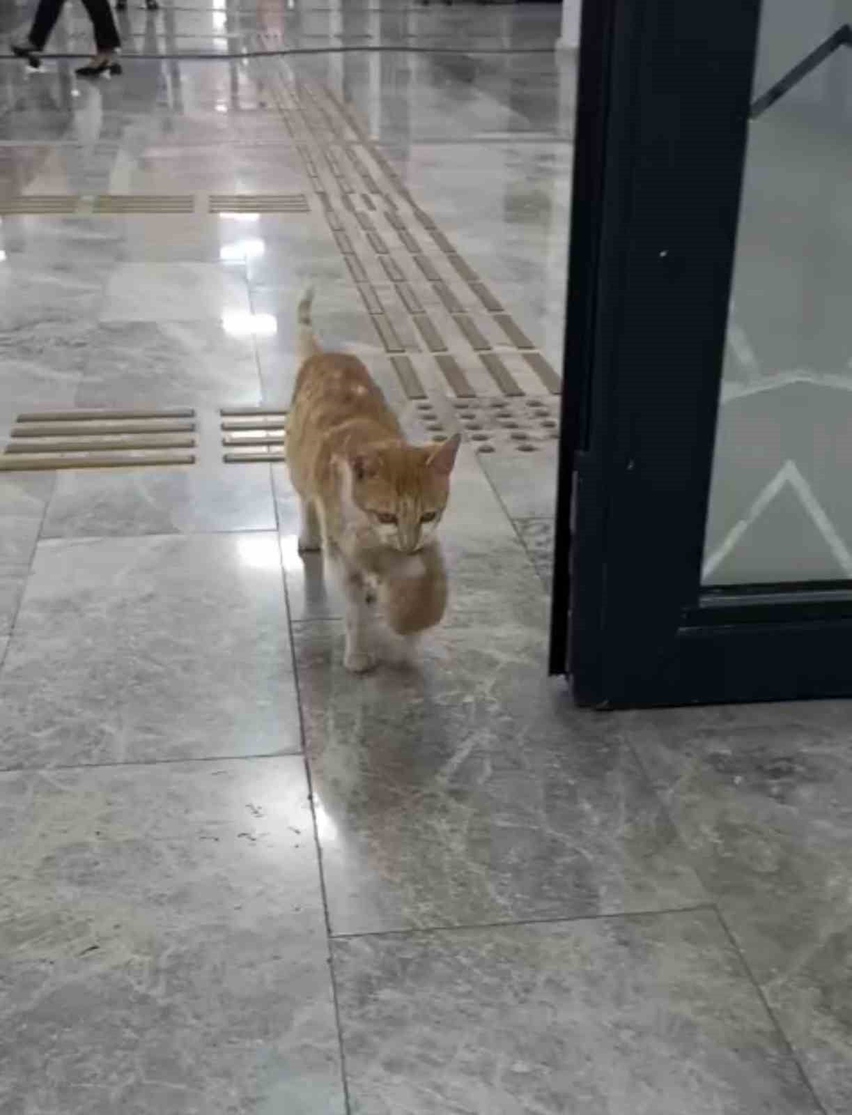 ANNE KEDİ, YAVRULARIYLA SOSYAL YARDIMLAŞMA VAKFI'NA SIĞINDI